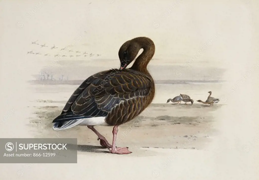 A Pink-Footed Goose. Archibald Thorburn (1860-1935). Pencil and watercolour heightened with white. 17.2 x 24.7cm