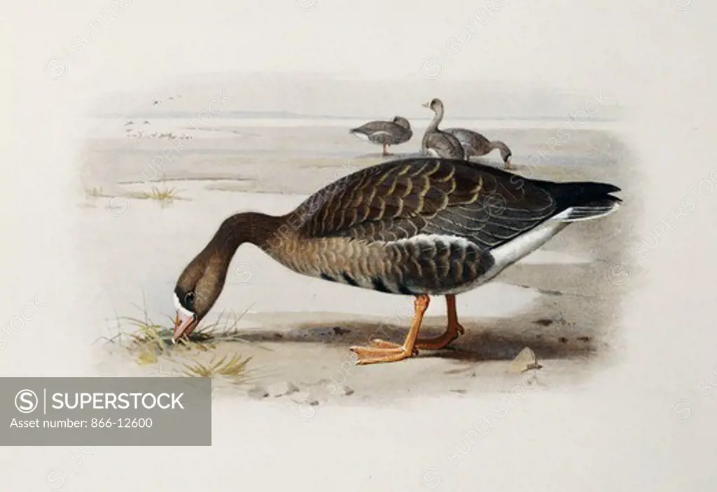 A White-Fronted Goose. Archibald Thorburn (1860-1935). Pencil and watercolour heightened with white. 17.5 x 24.8cm