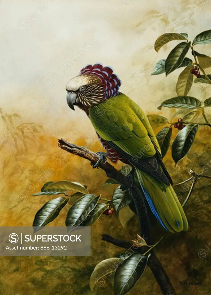 A Hawk-Headed Parrot. David Morrison Reid Henry (1919-1977). Pencil, watercolour and bodycolour. 36.9 x 26.6cm.