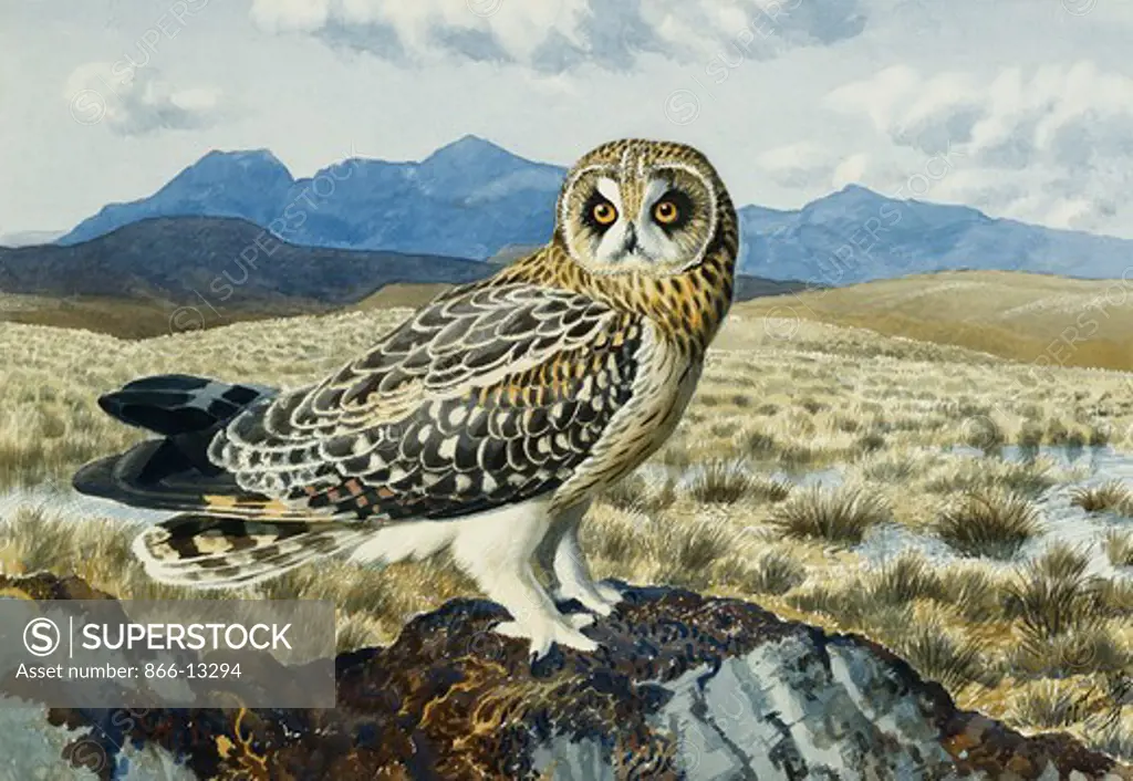 A Short-Eared Owl. Charles Frederick Tunnicliffe (1901-1979). Pencil and watercolour. 39.4 x 57.2cm.
