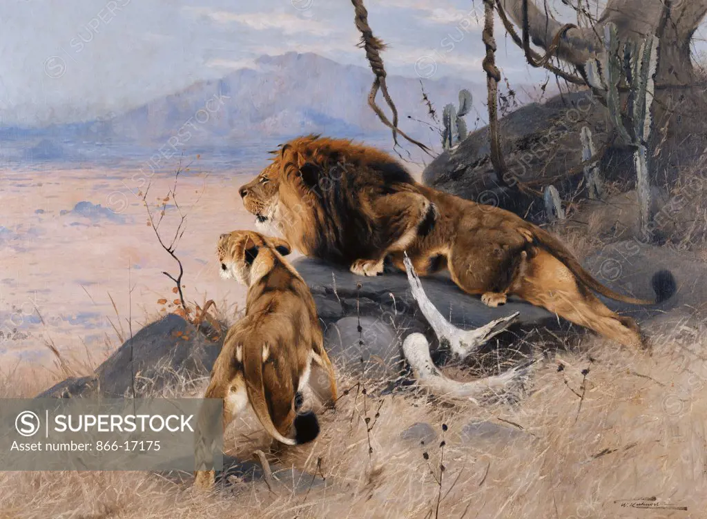 Lion and Lioness; Lowe und Lowin. Wilhelm Kuhnert (1865-1926). Oil on canvas. 90.2 x 123.2cm
