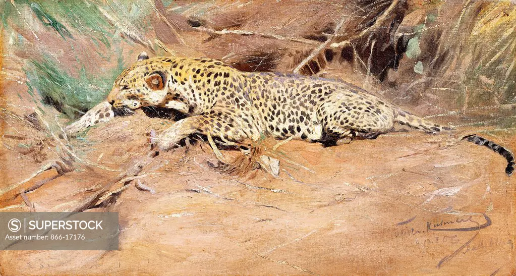 A Leopard. Wilhelm Kuhnert (1865-1926). Oil on canvas. 33.7 x 61.6cm.