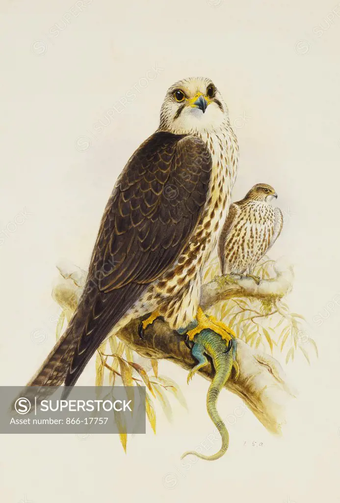 Saker Falcon. Joseph Wolf (1820-1899). Pencil and watercolour. 54.3 x 36.8cm.
