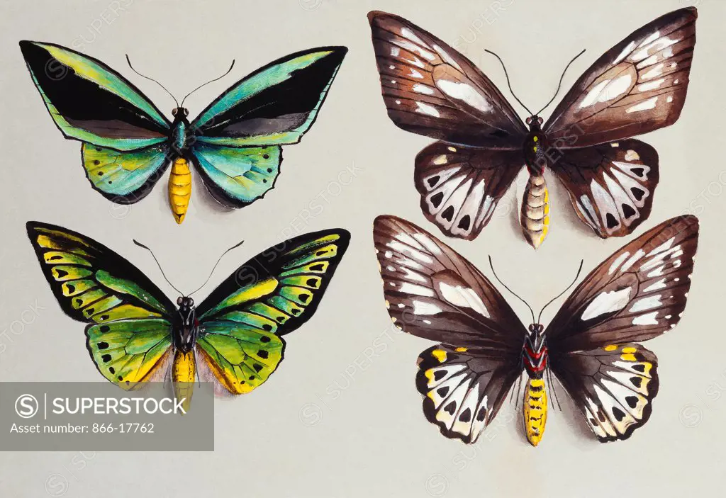 Four Birdwing butterflies (family Papilionidae) in two columns, representing both sexes of the Common Birdwing (Troides (Ornithoptera) Priamus). Marian Ellis Rowan (1848-1922). Bodycolour on grey paper. 26.6 x 38.1cm.
