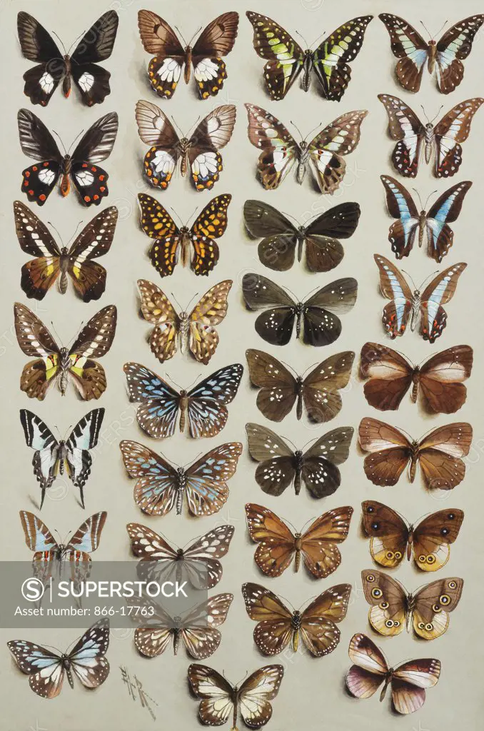 Thirty-three butterflies, in four columns, belonging to the Papilionidae and Danainae families. Marian Ellis Rowan (1848-1922). Watercolour with bodycolour on grey paper. 56.2 x 38.1cm.