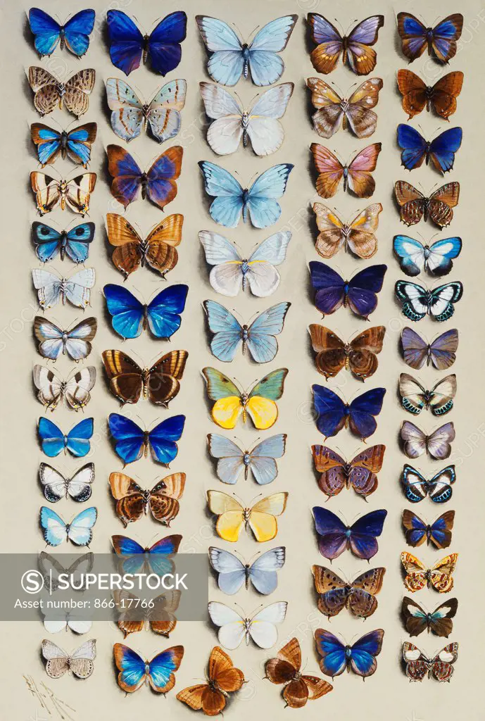 A packed plate of sixty-two butterflies, in five columns, mostly representing some of the larger members of the Lycaendidae. Marian Ellis Rowan (1848-1922). Watercolour with bodycolour on grey paper. 56.5 x 38.1cm.