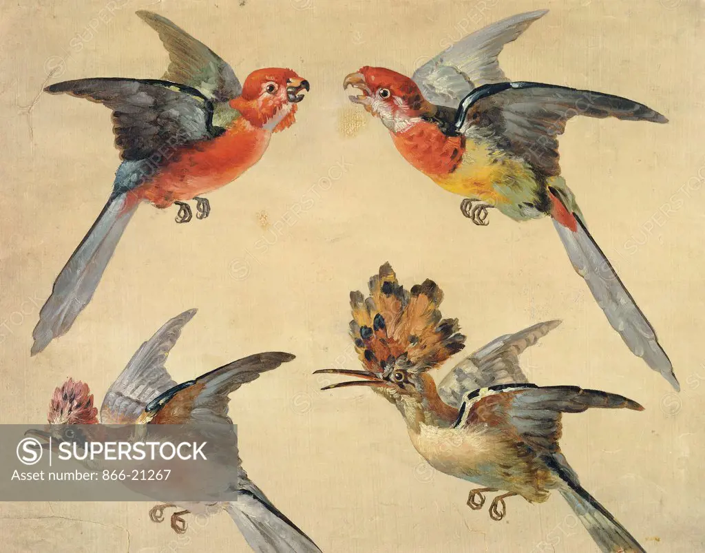 Study of Birds: Two Parrots, a Hoopoe and a Jay; Etudes d'Oiseaux: Deux Petits Perroquets, une Huppe et un Geai. Alexandre-Francois Desportes (1661-1743). Oil on paper, black chalk. 32.8 x 40.6cm.