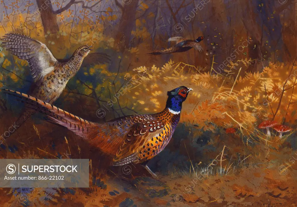 A Cock and Hen Pheasant at the Edge of a Wood. Archibald Thorburn (1860-1935). Pencil and watercolour. Painted 1897. 24.4 x 34.9cm.