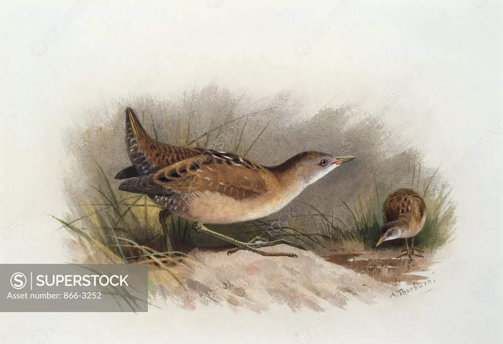 A Little Crake Archibald Thorburn (1860-1935 British) Watercolor Christie's Images, London, England