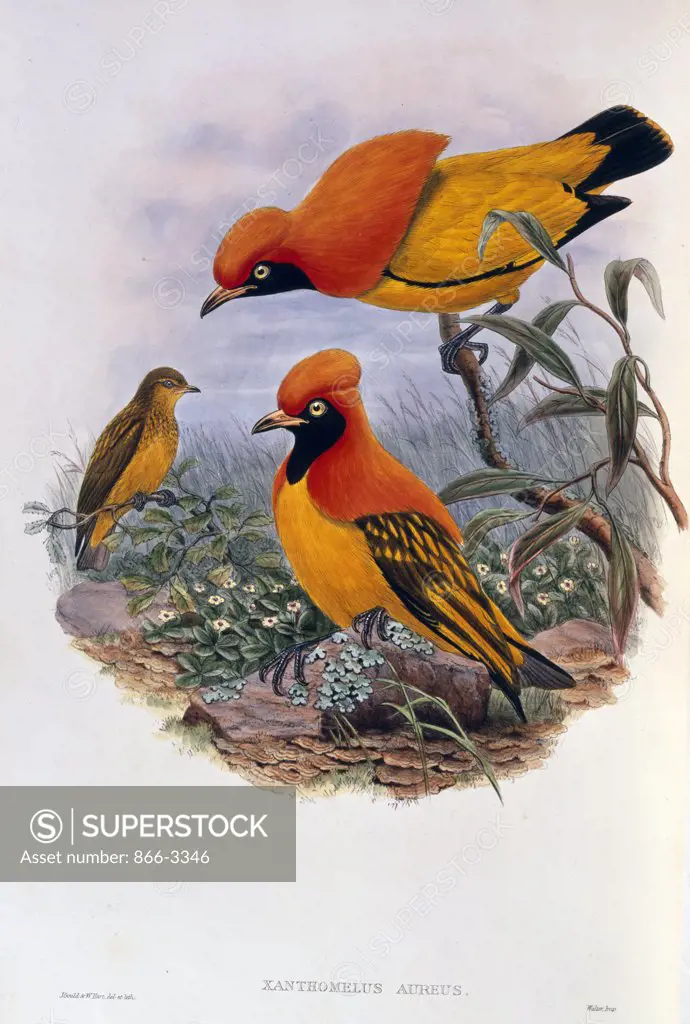 Birds of New Guinea and the Adjacent Papuan Islands by John Gould, (1804-1881), UK, England, London, Christie's