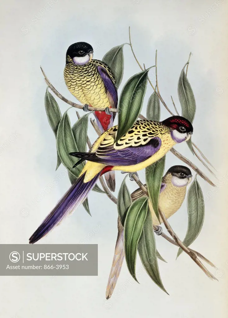 Birds Of Australia John Gould (1804-1881 British) Lithograph Christie's Images, London, England