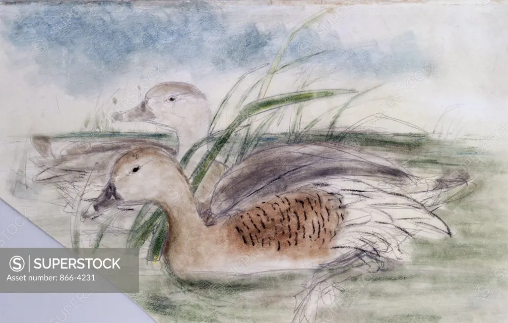 Eyton's Duck Leptotarsis Eytoni (Plumed Whistling Duck) John Gould (1804-1881 British) Pencil, Watercolor & Crayon Christie's Images, London, England