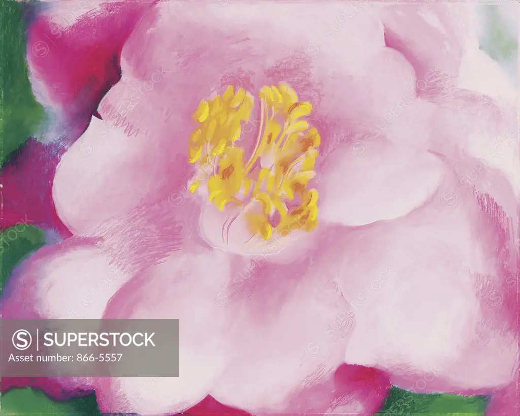 Pink Camellia Georgia O`Keeffe (1887-1986 American) Pastel on paper brd