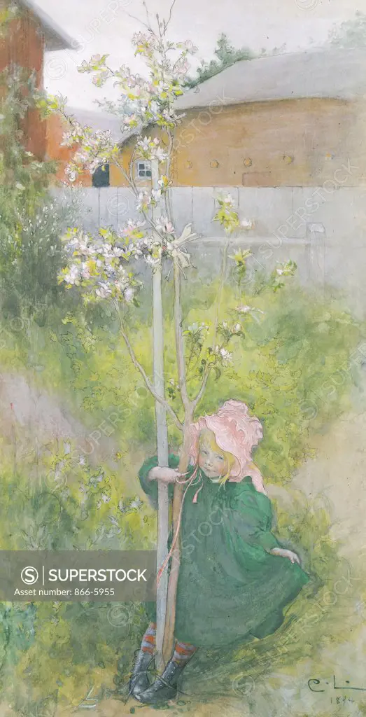 Appleblossom.   Carl Larsson (1853-1919). Pencil, Pen, Black Ink And Watercolour, 1894. Catalogue No. 618c.