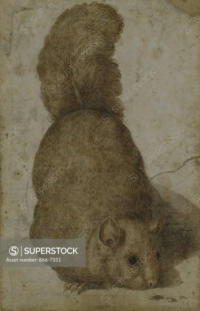A Squirrel. Attributed to Giovanni da Udine (1487-1561). Black chalk, pen and brown ink, brown wash, 186 x 117mm.