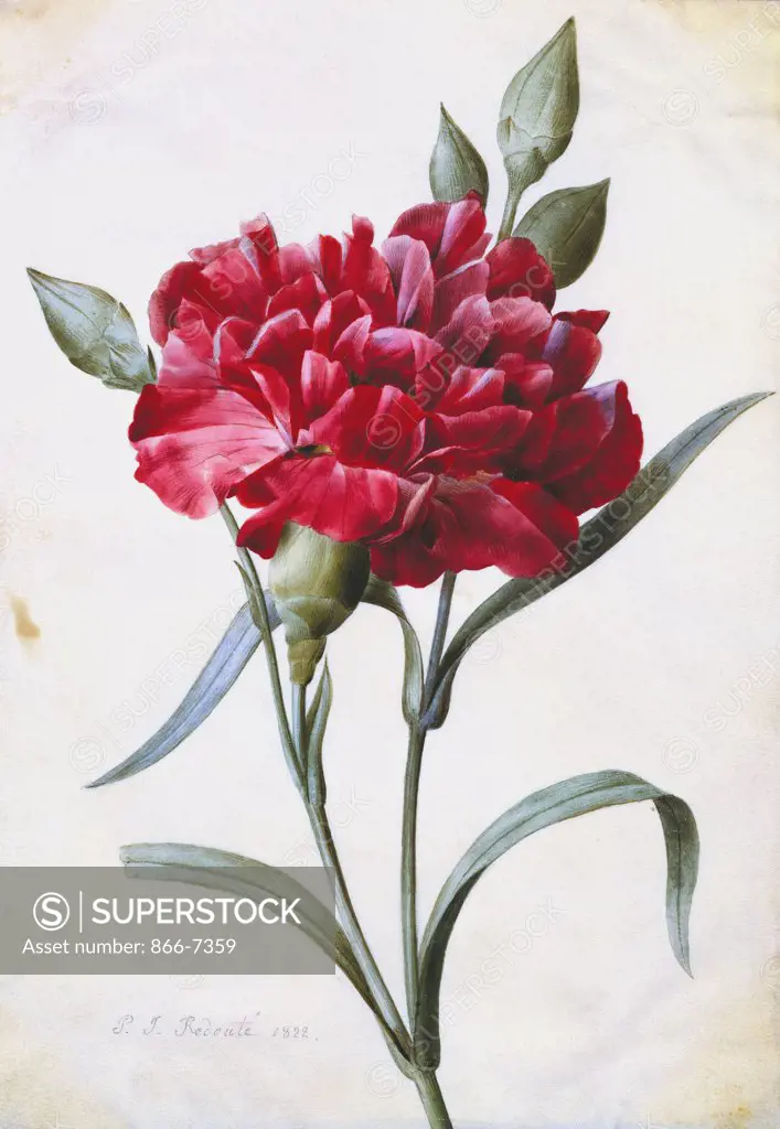 A Dark Red Carnation.    Pierre-Joseph Redoute (1759-1840). Dated 1822, pencil, watercolour and bodycolour, 197 x 138mm.