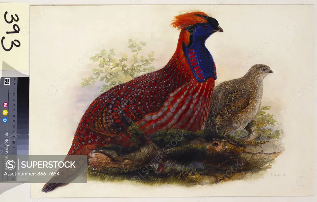 Temminck's Tragopan (Ceriornis Temminckii). Henry Constantine Richter (1821-1902). Pencil and watercolour heightened with bodycolour and gum arabic, 370 x 545mm.