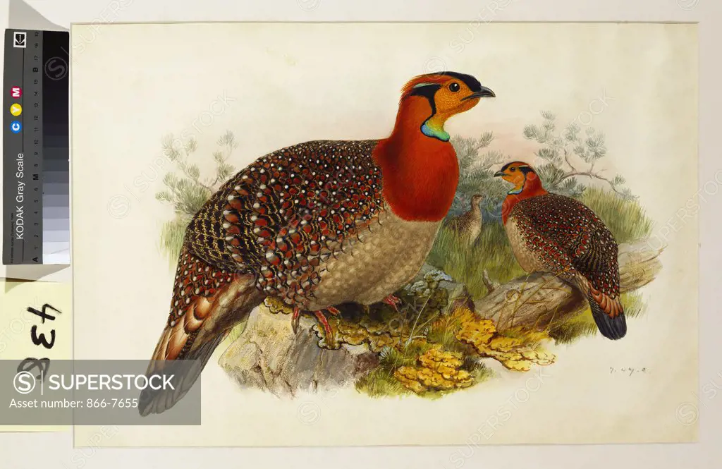 Blyth's Tragopan (Ceriornis Blythii). Joseph Wolf (1820-99). Pencil and watercolour heightened with bodycolour and gum arabic, 362 x 537mm.
