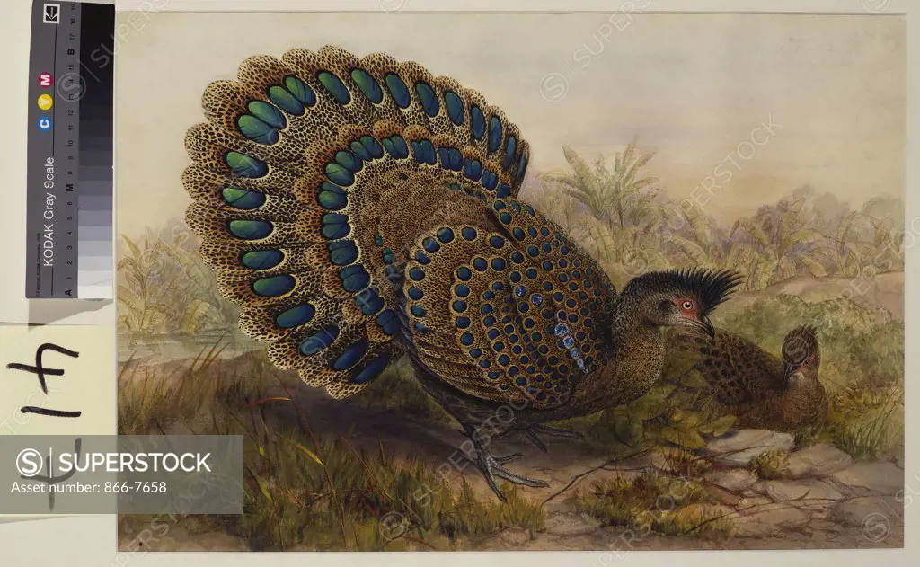 Malayan Peacock Pheasant (Polyplectron Bicalcaratum). Henry Constantine Richter (1821-1902). Pencil and watercolour heightened with bodycolour and gum arabic, 364 x 534mm.