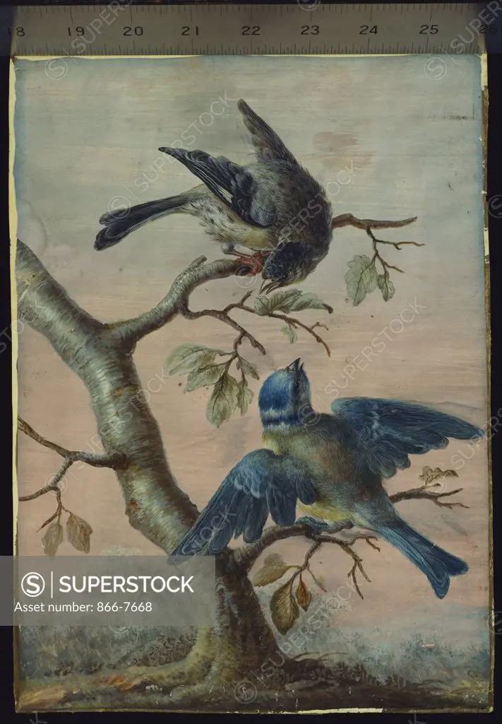 A Kingfisher on a sapling; and a Blue Tit with a Finch on a sapling. Christoph Ludwig Agricola (1667-1719). Bodycolour on vellum, 11 3/8 x 8in.