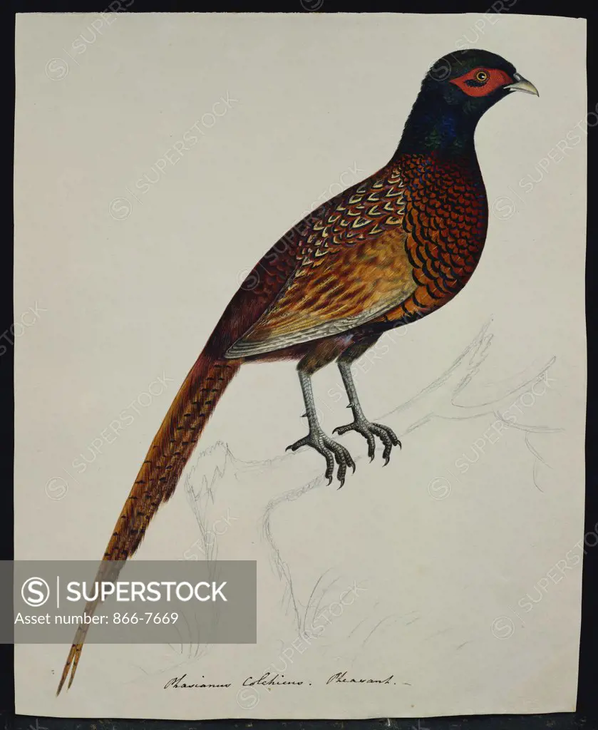 A Pheasant (Phasianus Colchicus). The Rev. Christopher Atkinson (1754-1795). Pencil and watercolour heightened with gum arabic, 11 1/8 x 9 1/8.
