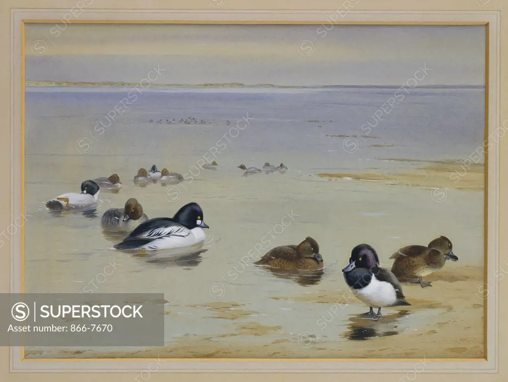 Goldeneye And Tufted Duck.  Archibald Thorburn (1860-1935). Dated 1919, Pencil And Watercolour Heightened With White, 10 1/2 X 14 1/2in.