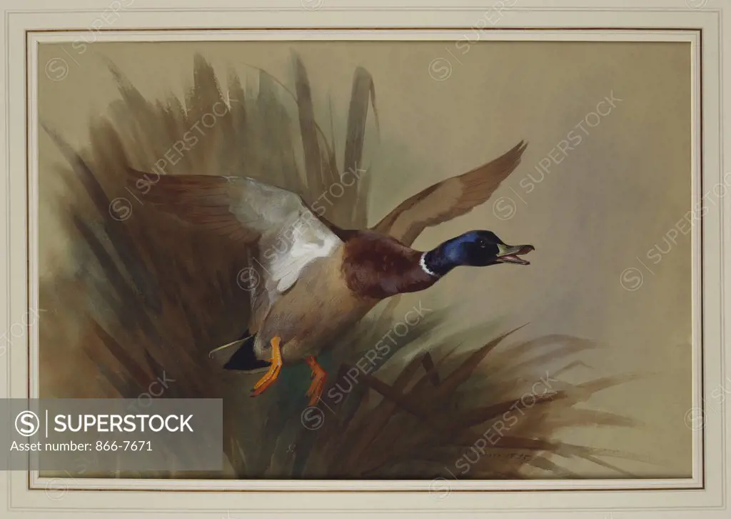 A Mallard Rising From Reeds. Archibald Thorburn (1860-1935). Dated 1895, Watercolour And Bodycolour On Buff Paper, 19 X 27 3/4in.