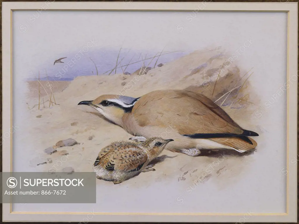 A Cream-Coloured Courser.  Archibald Thorburn (1860-1935). Pencil And Watercolour Heightened With White, 7 X 9 1/2in.
