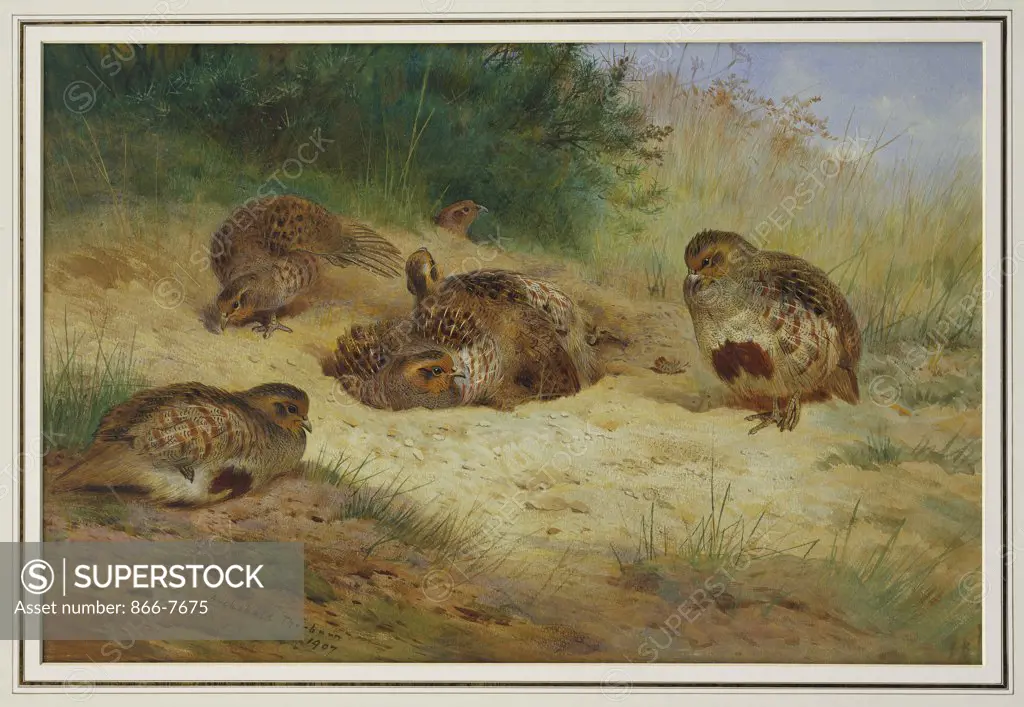 Partridges Basking.  Archibald Thorburn (1860-1935). Dated 1907, Pencil And Watercolour Heightened With White And Touches Of Gum Arabic, 15 1/8 X 22 3/8in.