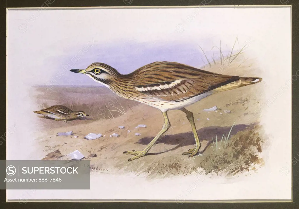 A Stone Curlew. Archibald Thorburn (1860-1935). Watercolour heightened with white vignette, 6 5/8 x 9 5/8in.