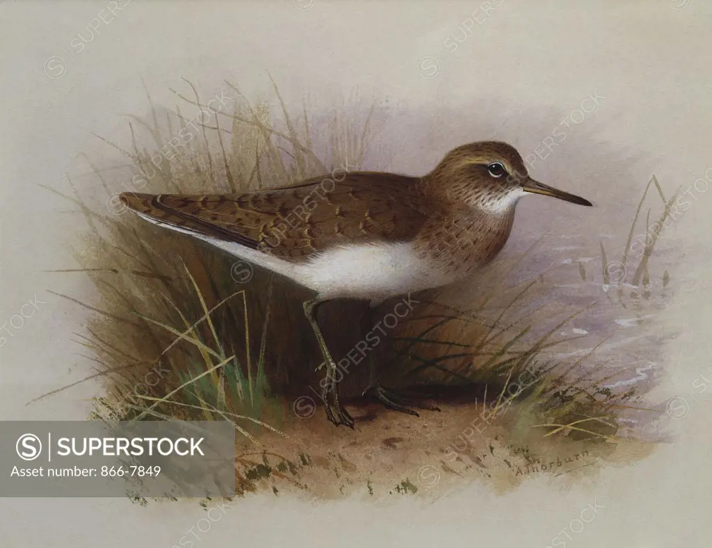 A Common Sandpiper. Archibald Thorburn (1860-1935). Watercolour heightened with white, vignette, 6 7/8 x 9 3/4in.