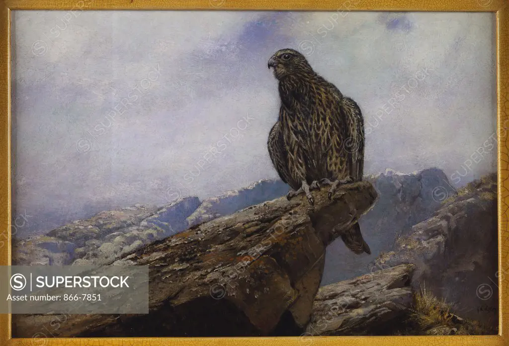 A Labrador Gyr Falcon.  George Edward Lodge (1860-1954). Oil on canvas, 11 1/2 x 17in.
