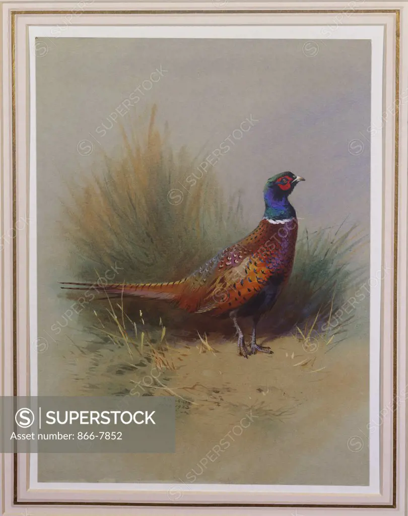 A Cock Pheasant. Archibald Thorburn (1860-1935). Pencil and watercolour heightened with white, on pale grey paper,  dated 1923.  10 1/4 X 7 1/2.