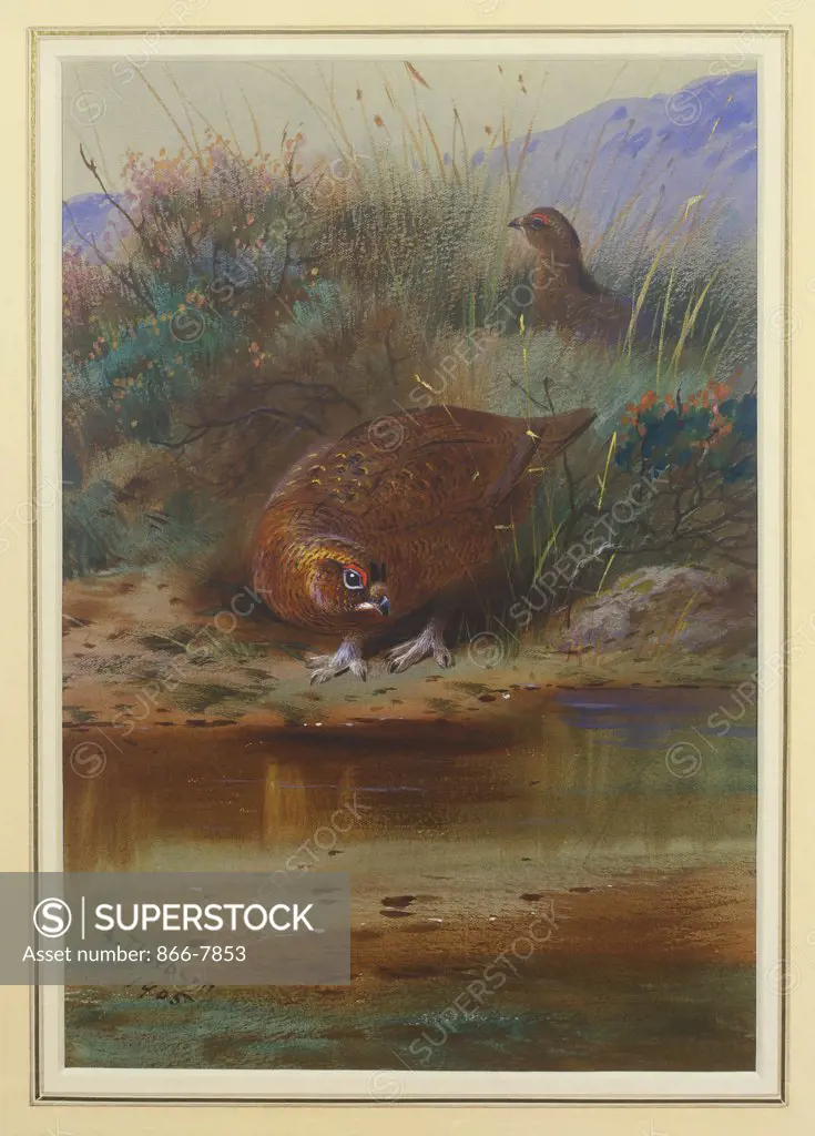 Red Grouse at the Water's Edge. Archibald Thorburn (1860-1935). Dated 1905, pencil and watercolour heightened with white, on light grey paper, 10 1/2 x 14 5/8in.