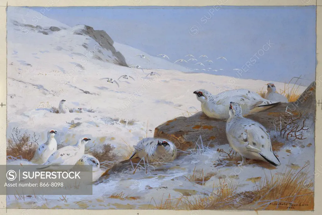 Ptarmigan. Archibald Thorburn (1860-1935). Dated 1902, watercolour and bodycolour, 203 x 305mm.