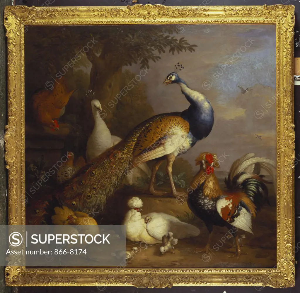 A Peacock, a Peahen and Poultry in a Landscape. Tobias Stranover (1684-1731). Dated 1726, oil on panel, 139 x 144.7cm.