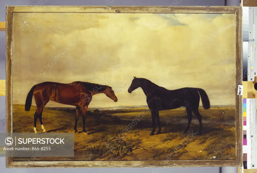 The Earl of Granards's Bright Bay Filly and Dark Bay Stallion Standing in an Extensive Landscape. William Luker (1828-1905). Dated 1855, oil on canvas, 76.2 x 114.3cm.