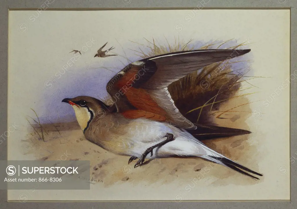 A Common Pratincole. Archibald Thorburn (1860-1935). Watercolour, 16.5 x 24.1cm.