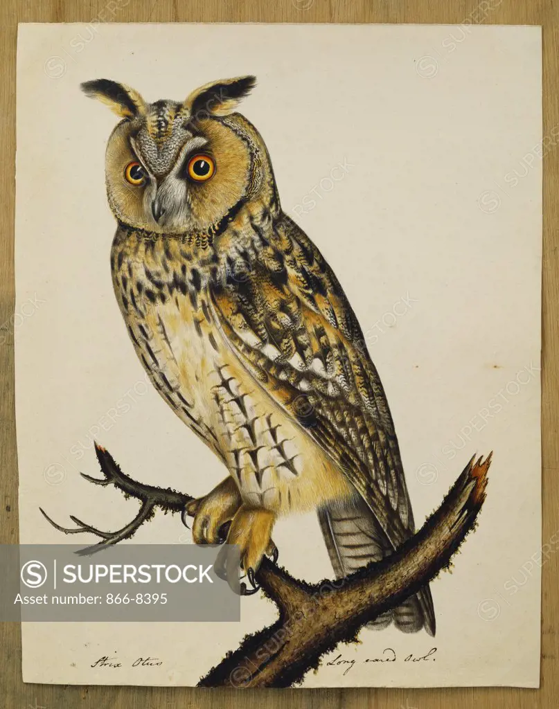 A Long-Eared Owl (Strix Otus). The Rev. Christopher Atkinson (1754-1795). Pen and ink and watercolour heightened with white and gum arabic. 28.6 x 22.9cm.