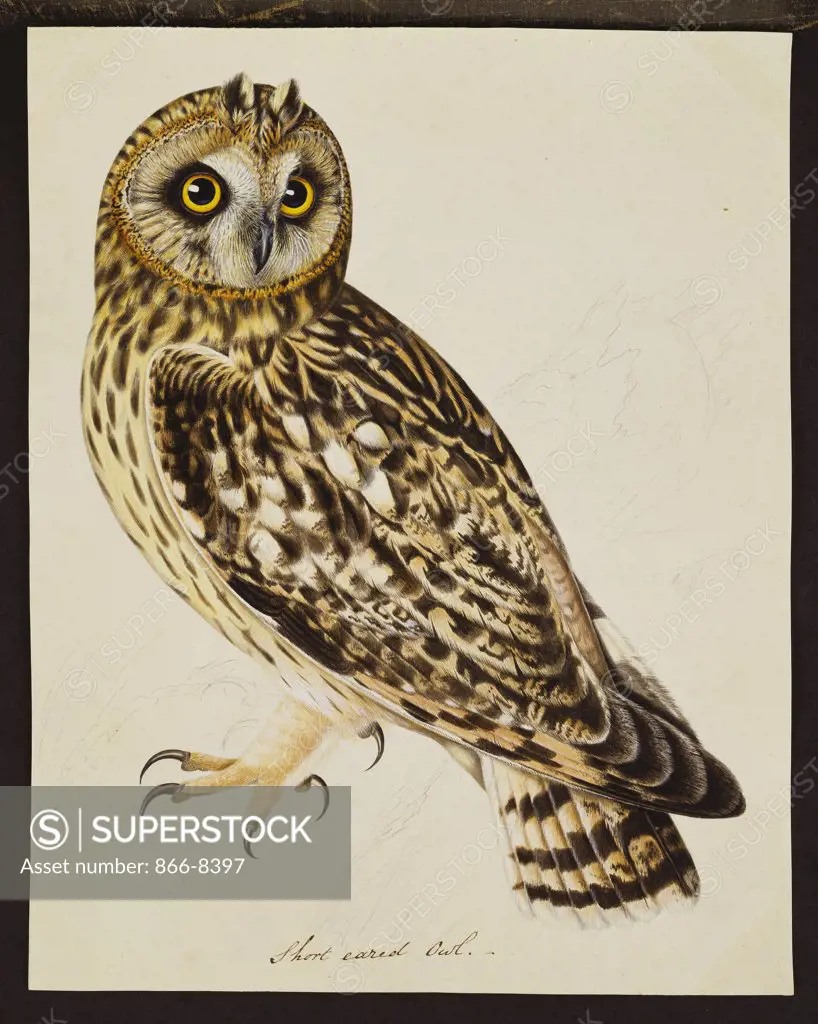 A Short-Eared Owl. The Rev. Christopher Atkinson (1754-1795). Pen and ink and watercolour heightened with white and gum arabic. 28.9 x 22.9cm.