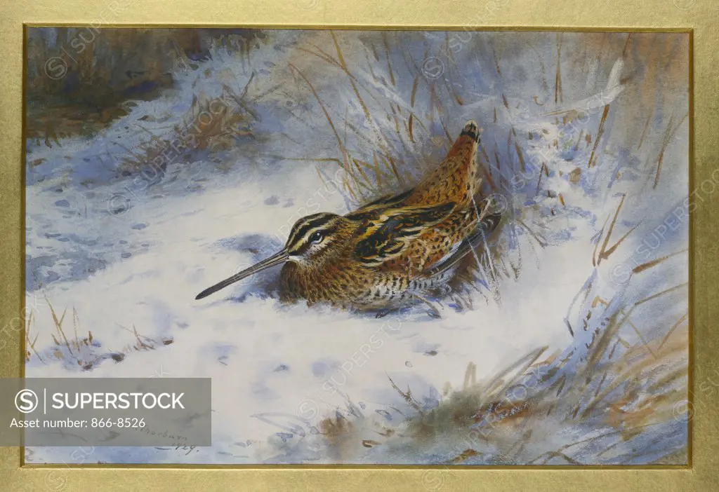 A Snipe in the Snow. Archibald Thorburn (1860-1935). Pencil, watercolour and bodycolour. Dated 1929. 18 x 27.6cm.