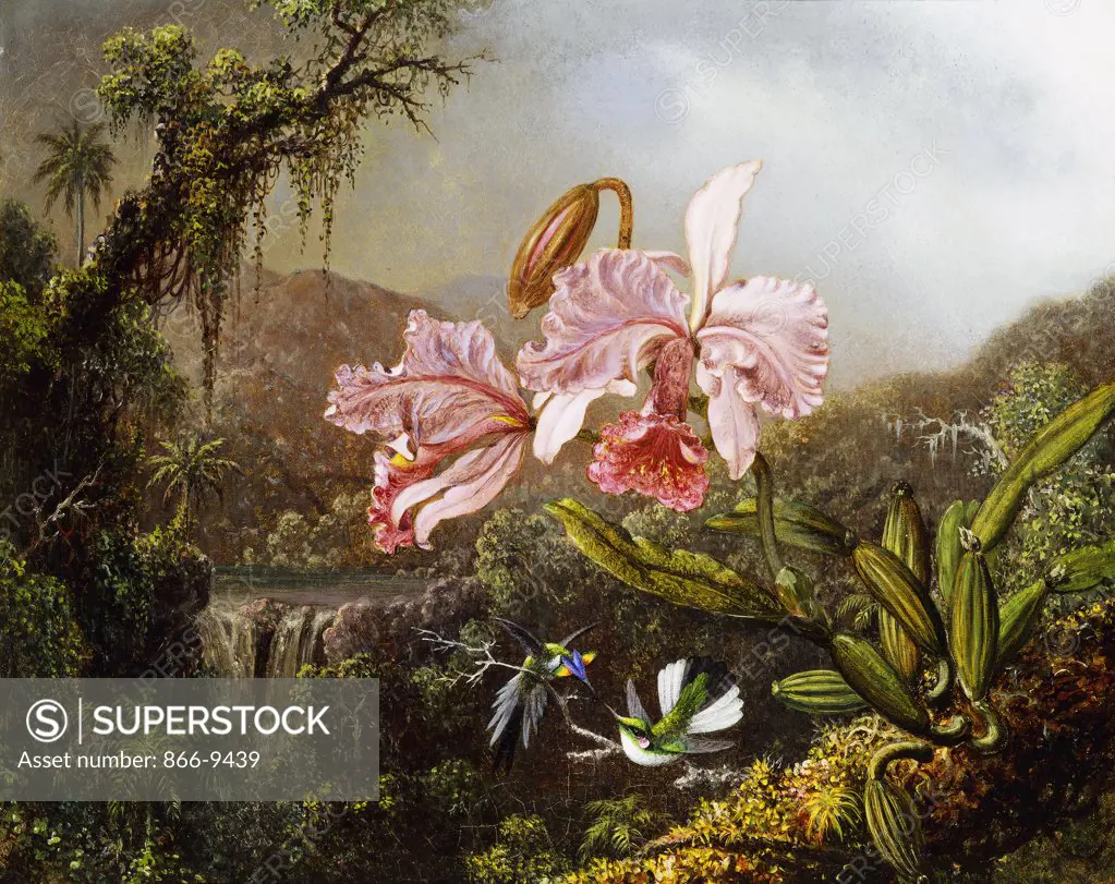 Orchids and Hummingbirds in a Brazilian Jungle.  Martin Johnson Heade (1819-1904). Oil on canvas. Painted c. 1871-72.  43.2 X 53.3cm. The birds depicted are a Sun Gem and a Brazilian Fairy.