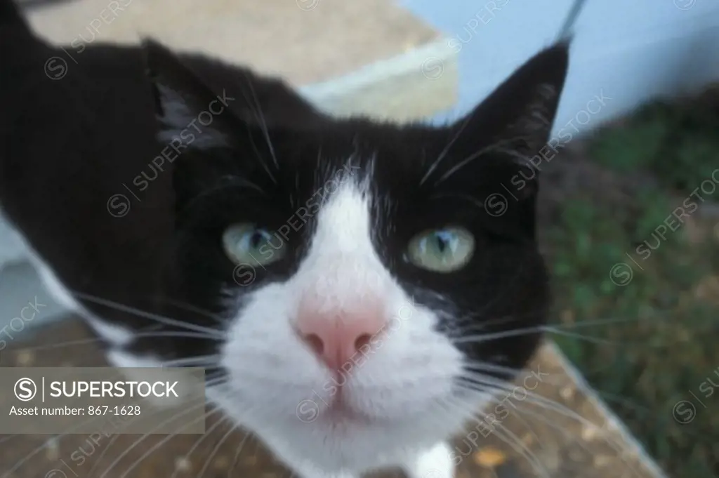 High angle view of a cat sniffing