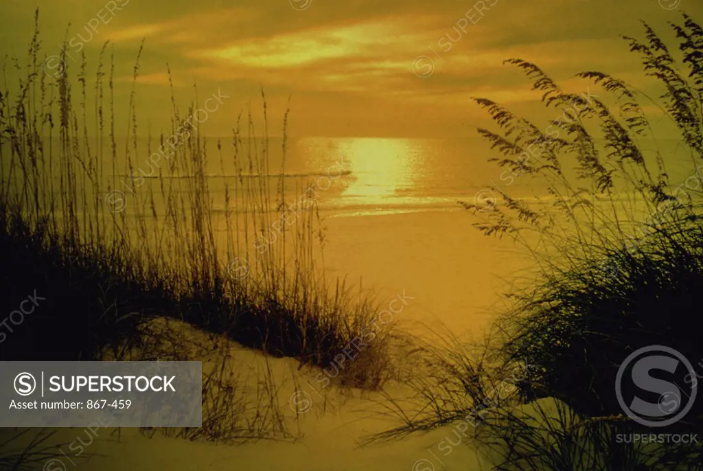 Silhouette of sea oat grass on the beach