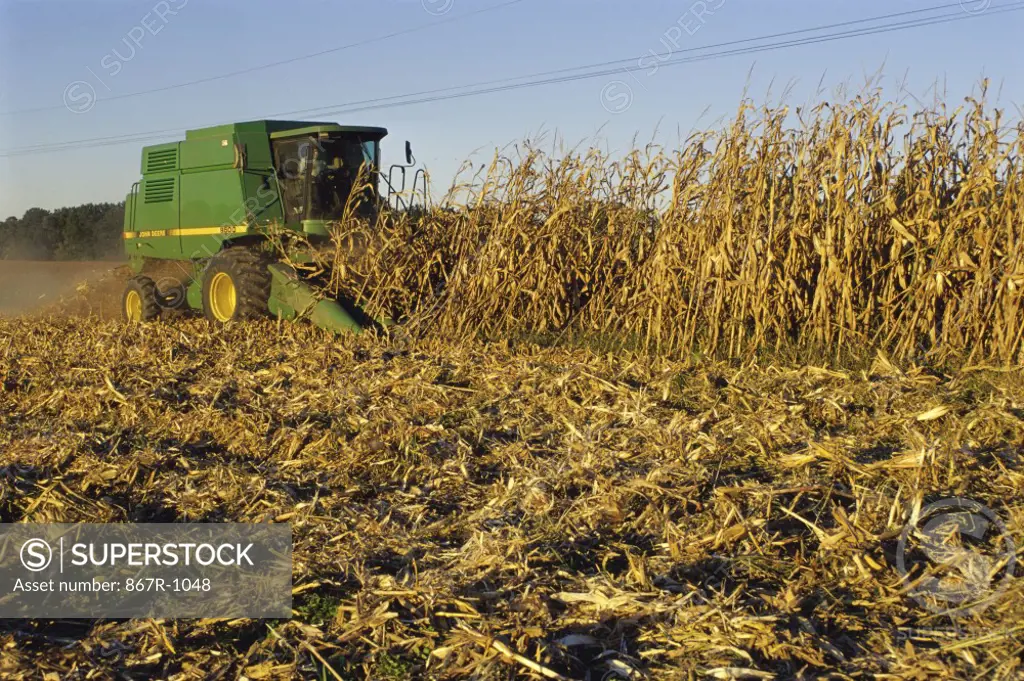 Tractor harvesting a cornfield