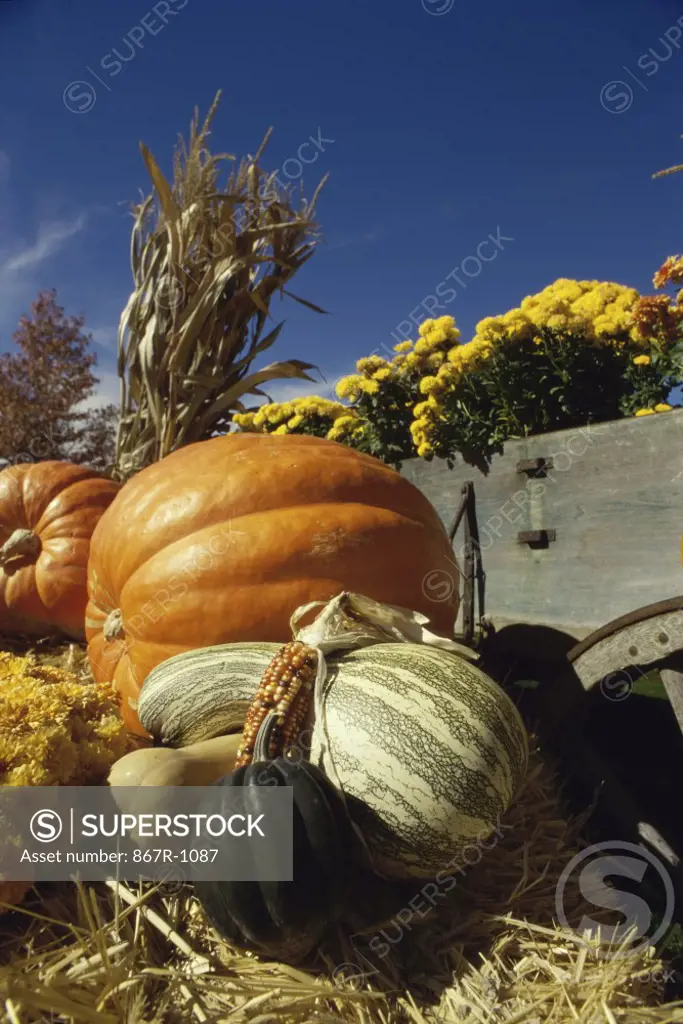 Gourds and pumpkins near a wagon