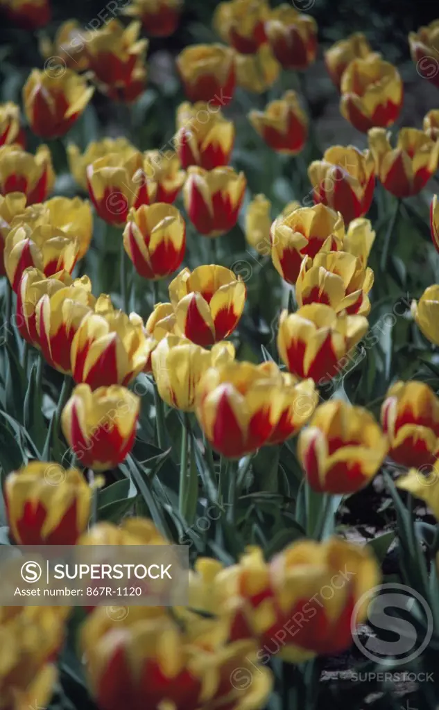 High angle view of tulips