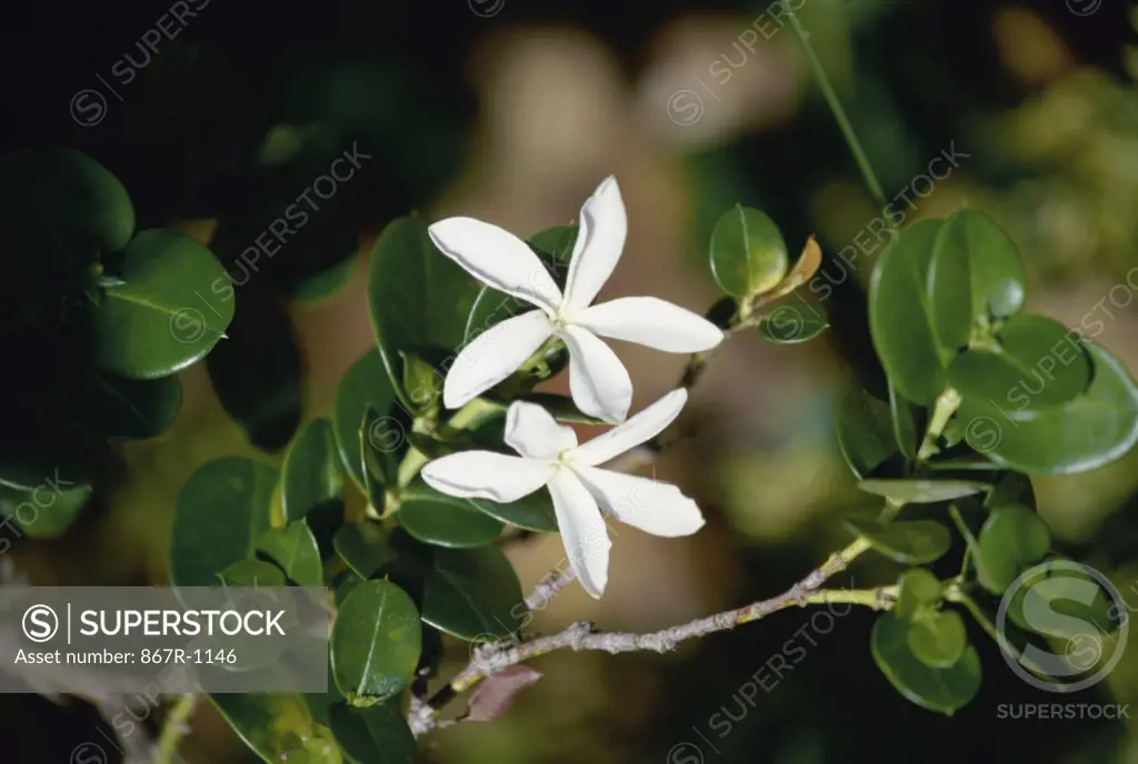 Close-up of jasmine flowers