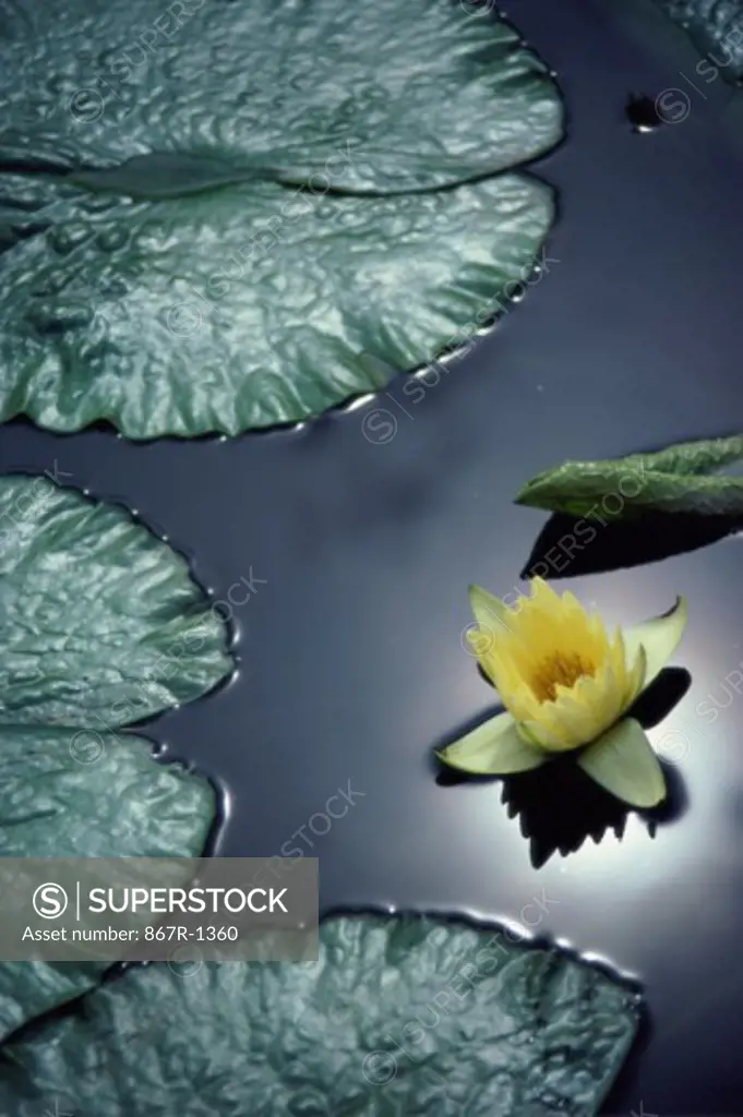 Water lily in a pond