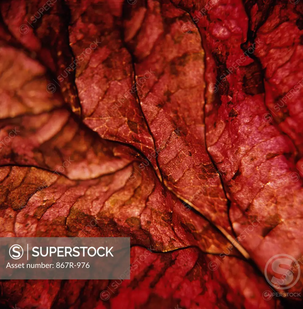 Close-up of a red leaf